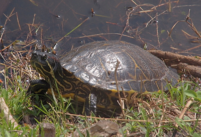 [A front side view of a turtle which is on ground just at the edge of the water. The body has lots of yellow patterning on its green body which is visible between the top and lower shell.]